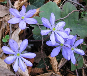 epatica