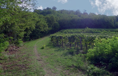 vigneto