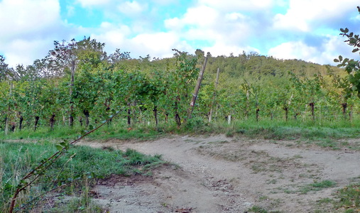 vigneto