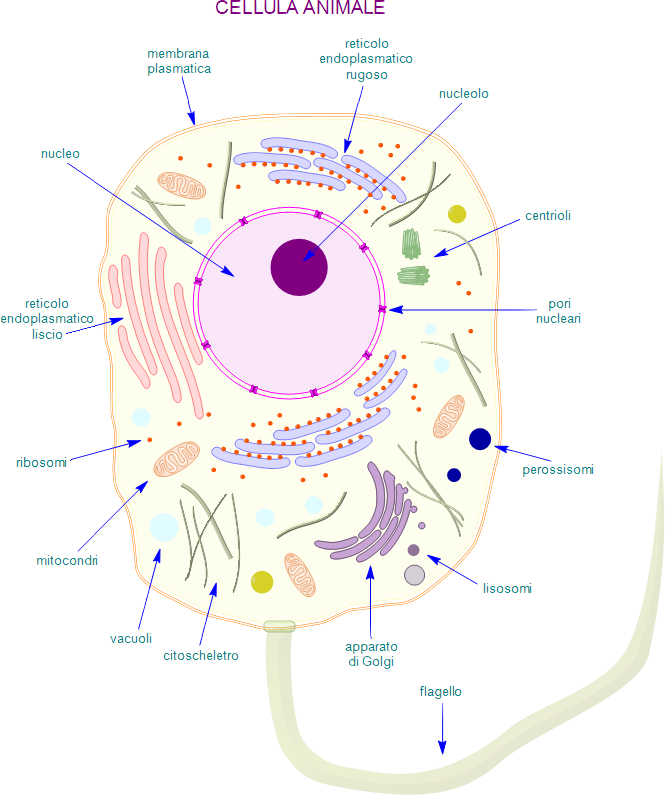 schema di cellula animale