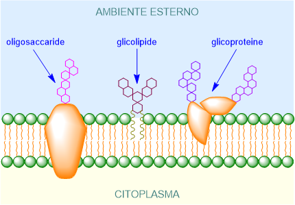 glicocalice