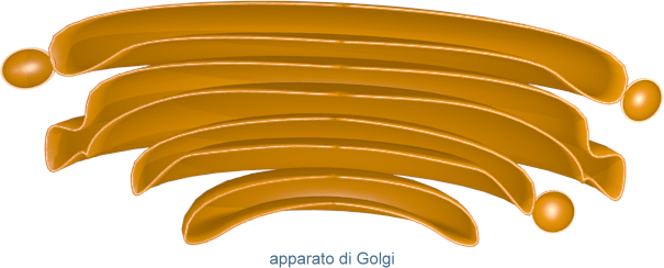 apparato di Golgi