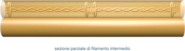 filamento intermedio
