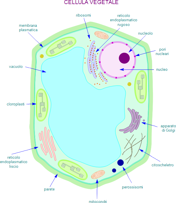 schema di cellula vegetale