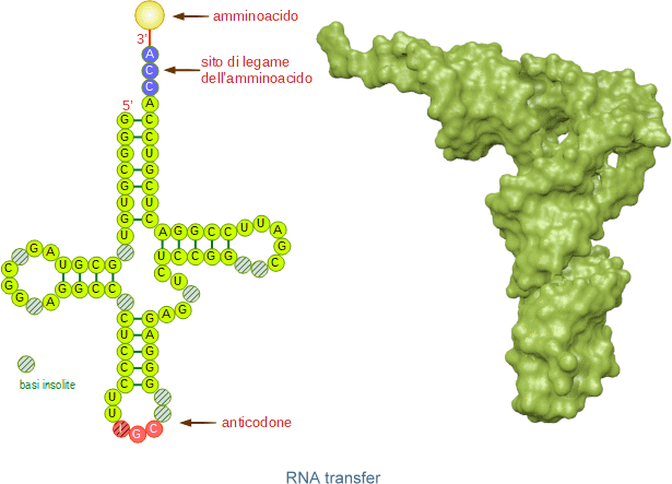 forma dell'RNA transfer