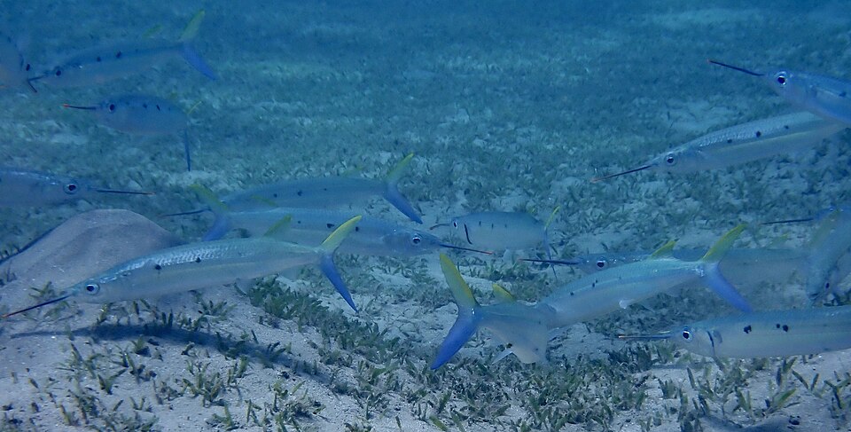 Zona di mare aperto