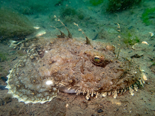 rana pescatrice