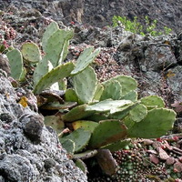Opuntia