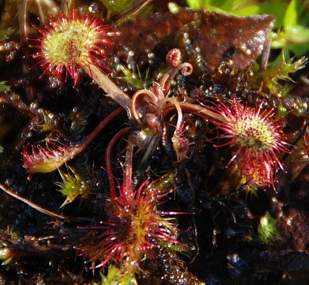 Drosera rotundifolia