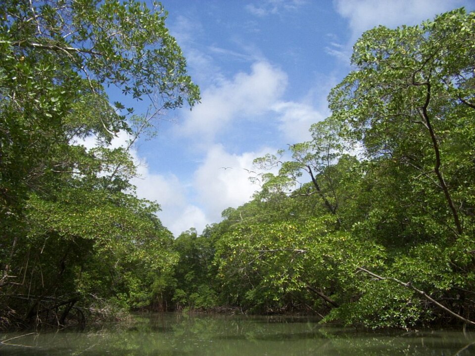 foresta tropicale pluviale