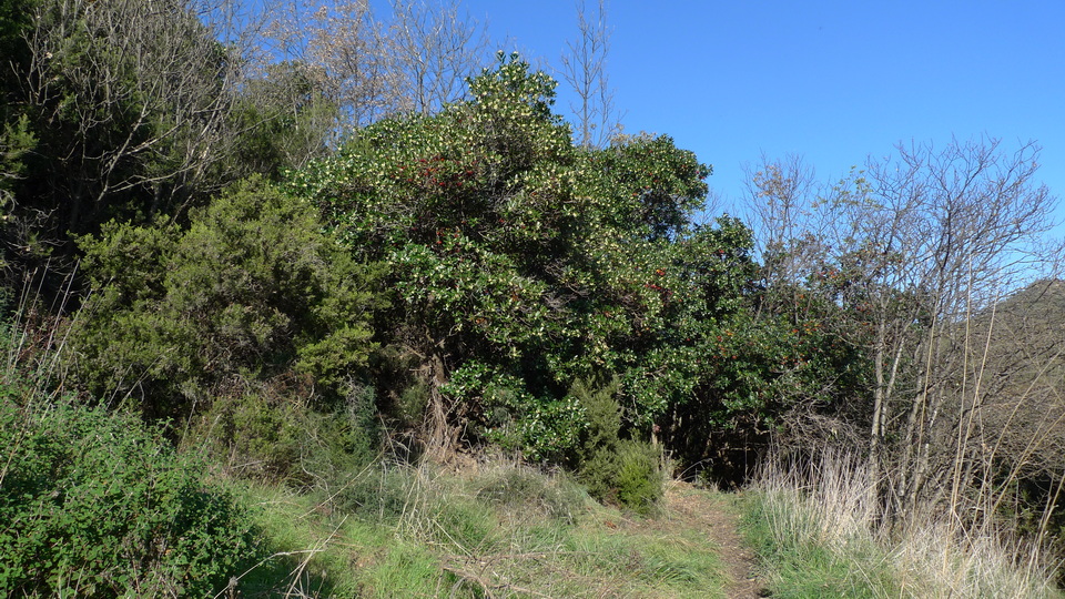 macchia mediterranea