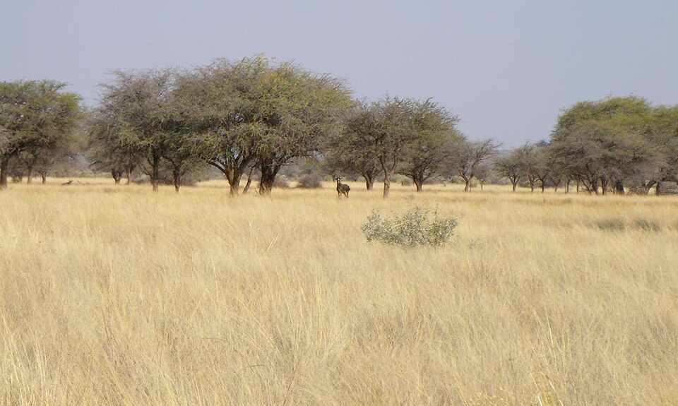savana