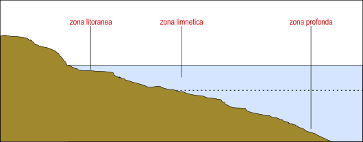 zone biotiche di un lago