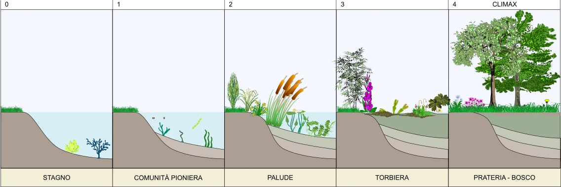 successione di uno stagno