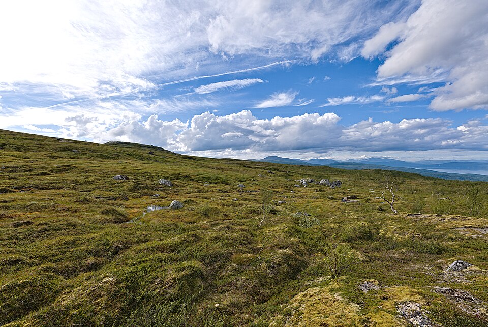tundra