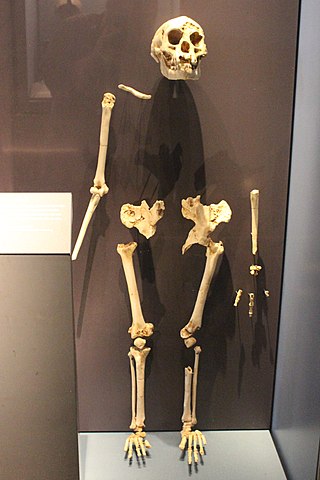 scheletro H. floresiensis