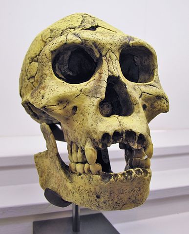 cranio di H. georgicus