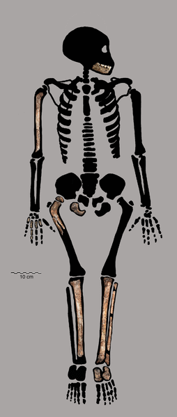 scheletro H. naledi