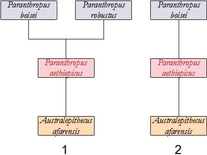 filogenesi di P. aethiopicus