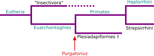 Purgatorius filogenesi