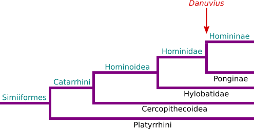 Danuvius filogenesi