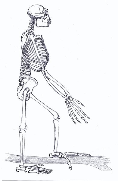 scheletro di A. ramidus