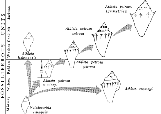 Athleta petrosa