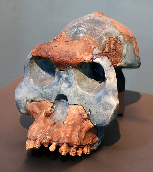 cranio di A. garhi
