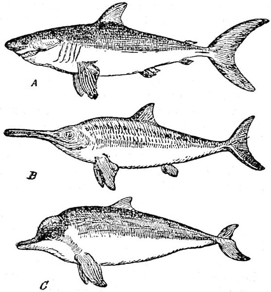convergenza animali acquatici