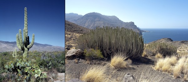 convergenza euforbia e cactus