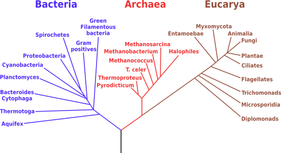 albero filogenetico