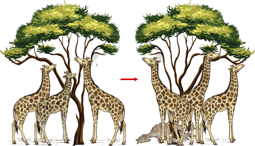 giraffe secondo Darwin.gif