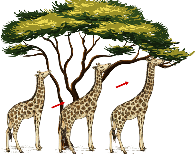 giraffe lamarck