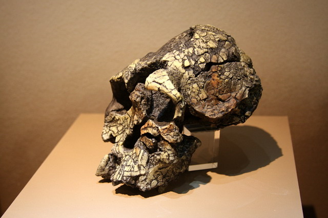 cranio di Kenyanthropus platyops