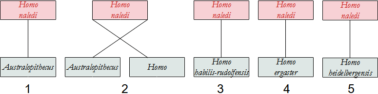 filogenesi H. naledi