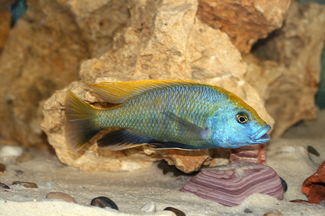 Nimbochromis venustus