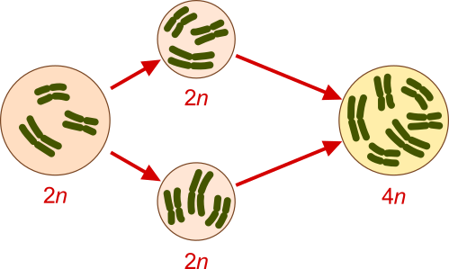 poliploidia