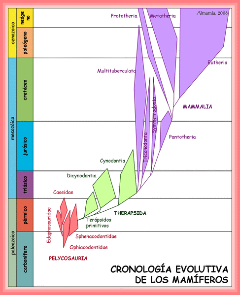radiazione dei mammiferi