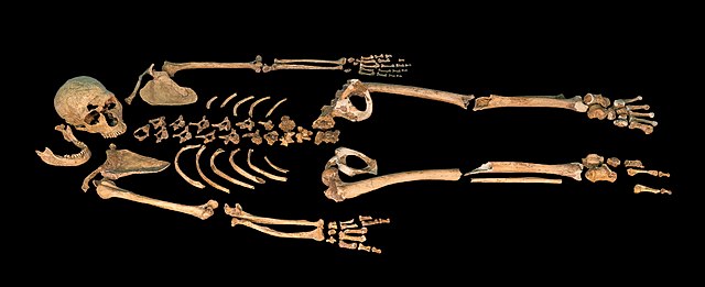 scheletro H. neanderthalensis