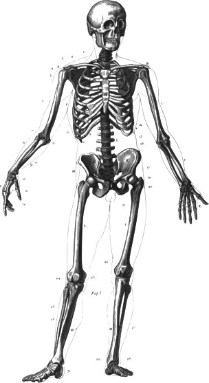 scheletro H. sapiens
