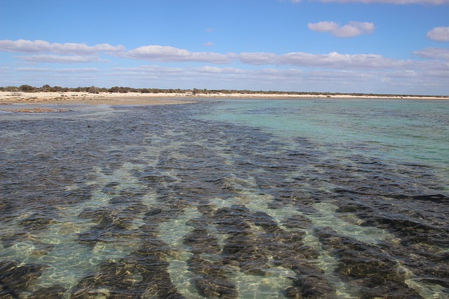 stromatoliti