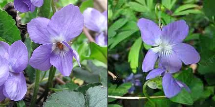 viole