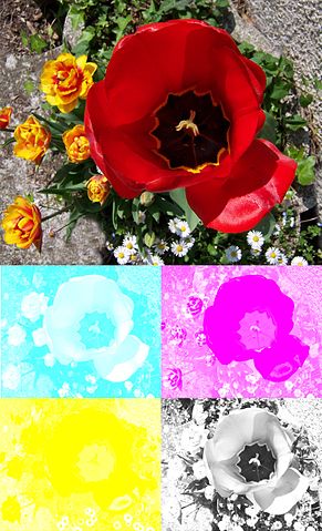 passaggi per stampare una foo a colori