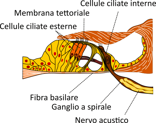 organo del corti