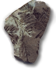 pianta fossile