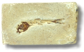 pesce fossile
