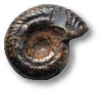 ammonite piritizzata