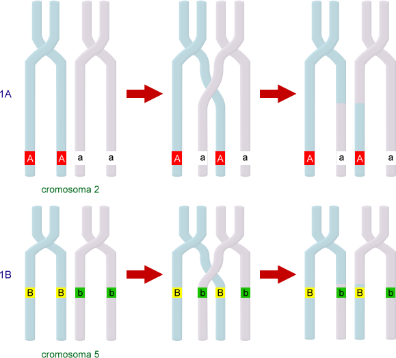 linkage geni su cromosomi diversi