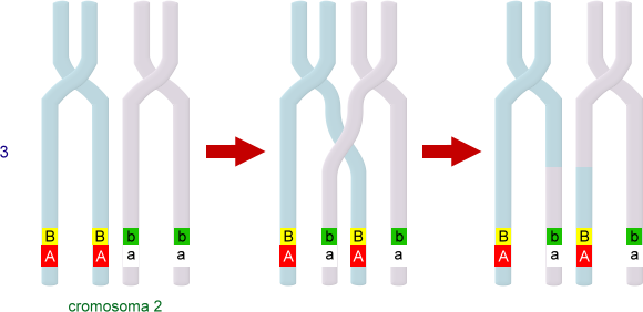 linkage geni adiacenti