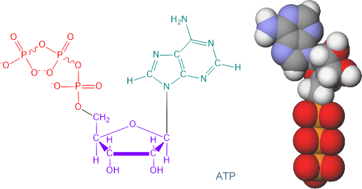 formula e molecola dell'ATP